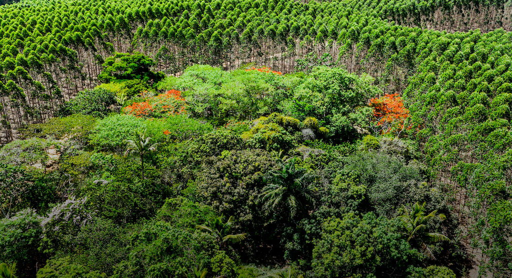 CONSERVAÇÃO AMBIENTAL