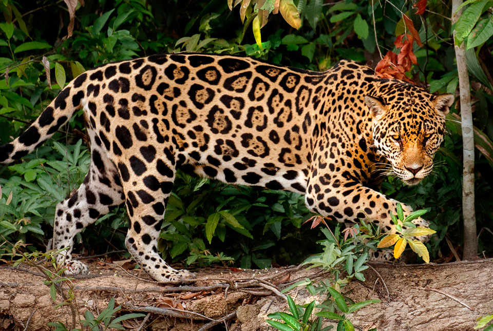 Onça Pintada