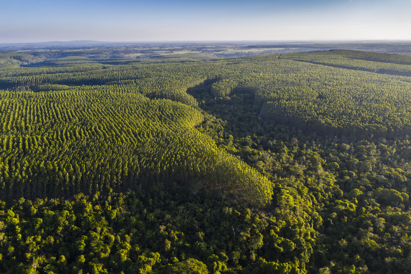 Plantação de Eucalipto em mosaico com Mata Atlântica