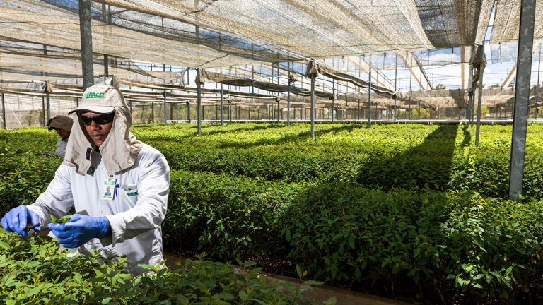 Inovação na Produção de Mudas de Eucalipto
