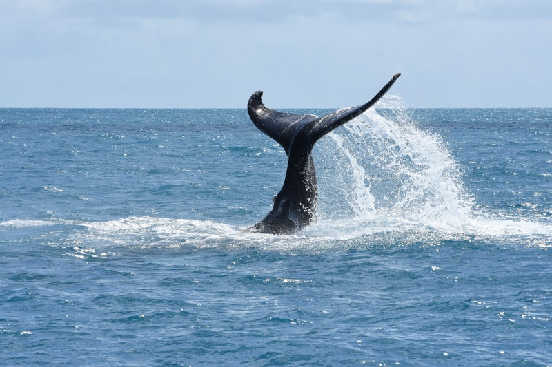 Baleias jubarte no litoral brasileiro