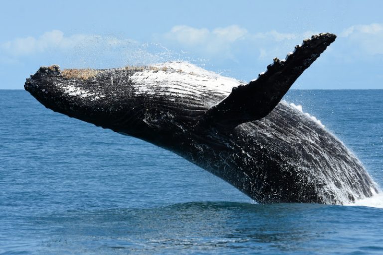 Crescimento histórico do número de baleias jubarte no litoral brasileiro