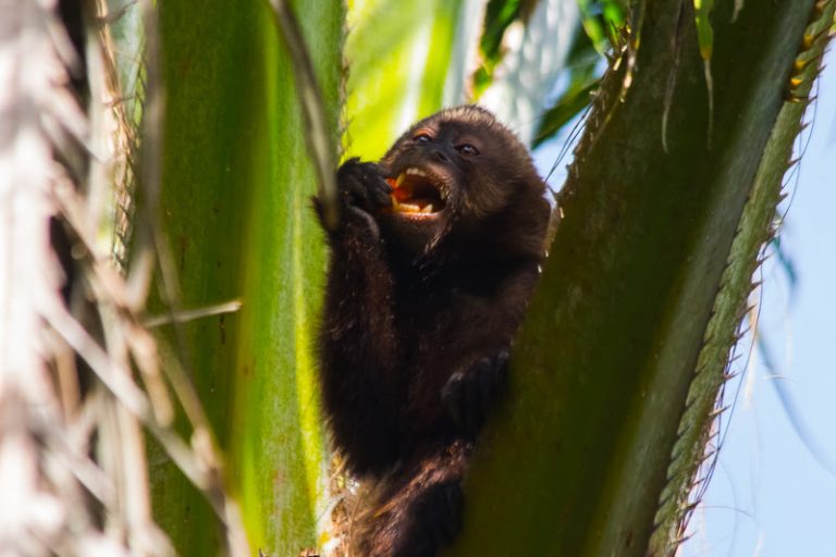 Programa Amigos da Fauna Veracel Celulose