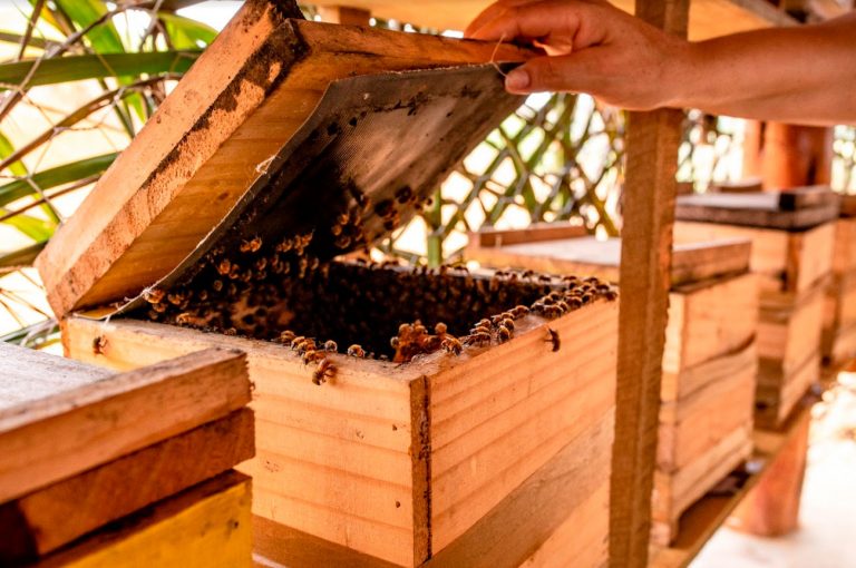 Apoio à apicultura no Sul da Bahia