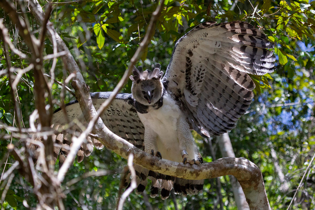 Biodiversidade Harpia Veracel Celulose