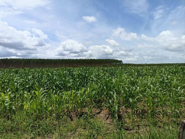 Agricultura Familar Veracel Celulose - Ppograma Agrovida