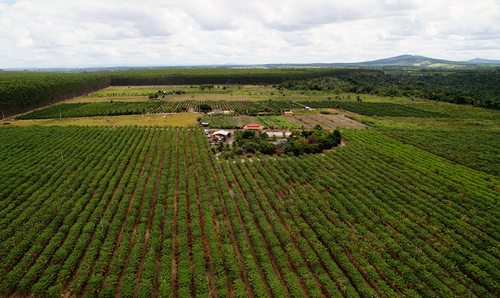 Plante Eucalipto com a Veracel Celulose