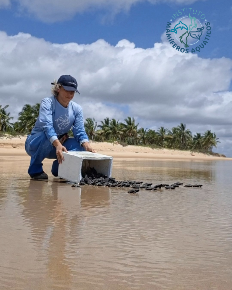 Nascimento tartarugas marinhas - Monitoramento realizado pela Veracel e execução do Instituto Mamíferos Aquáticos (IMA)